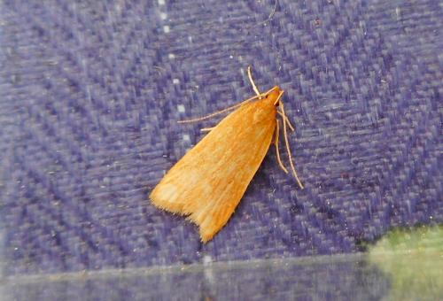 Réf. 205 632 : Helcystogramma rufescens
