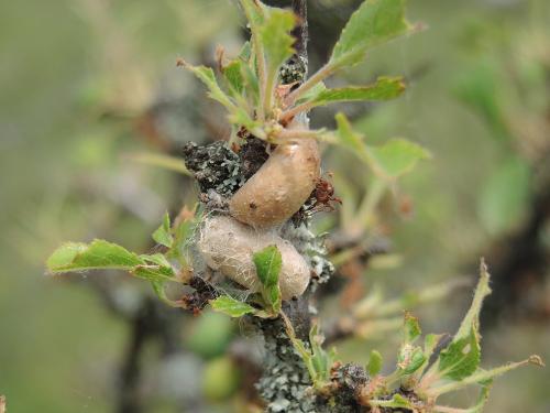 Réf. 205 083 : Aglaope infausta