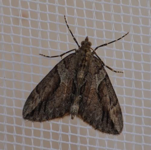 Réf. 205 650 : Thera cupressata