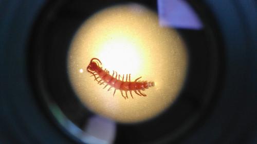Lithobius macilentus