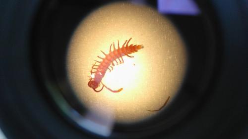 Lithobius macilentus