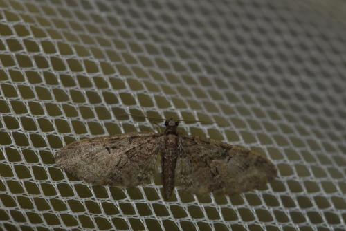 Eupithecia abbreviata