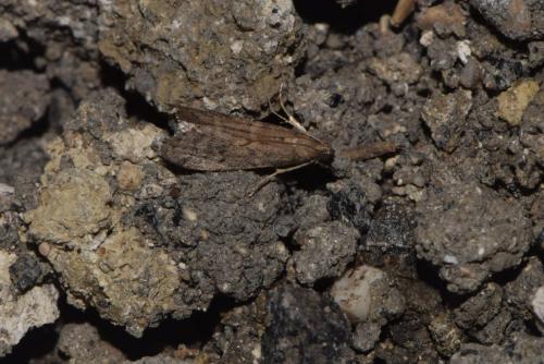 Ephestia unicolorella woodiella