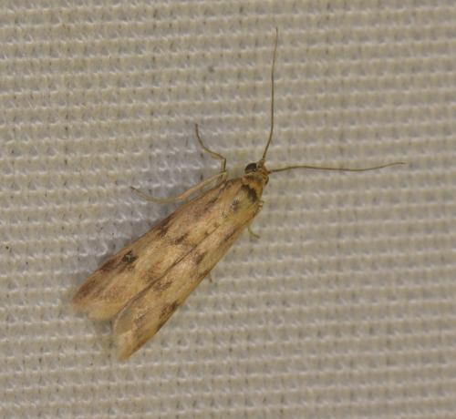 Réf. 205 603 : Homoeosoma sinuella