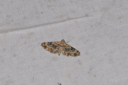 Eupithecia sp.