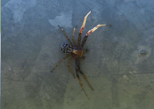 Réf. 205 193 : Xysticus lanio