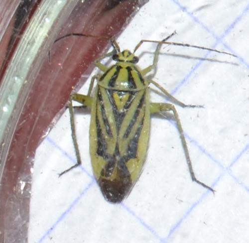 Brachycoleus decolor
