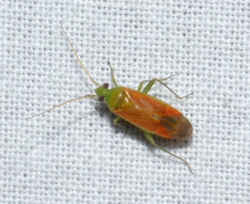 Réf. 205 918 : Dichrooscytus sp.