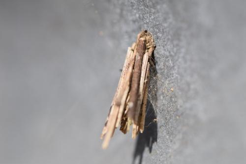 Psyche sp.