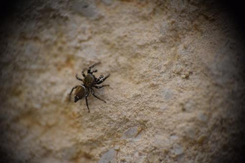Heliophanus tribulosus