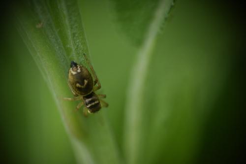 Heliophanus tribulosus