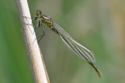 Réf. 205 690 : Erythromma najas