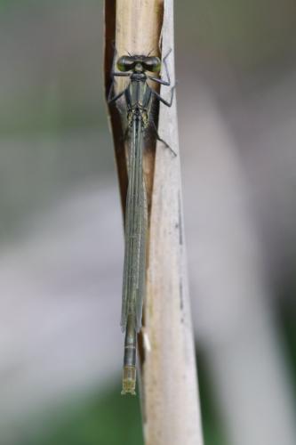 Erythromma najas