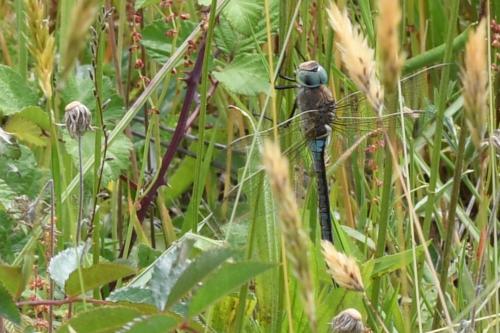 Anax parthenope