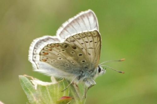 Réf. 205 821 : Polyommatus hispana