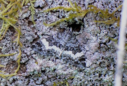 Spargania luctuata