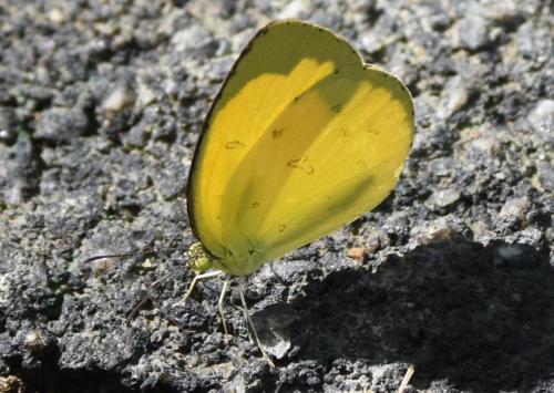 Réf. 205 606 : Eurema hecabe