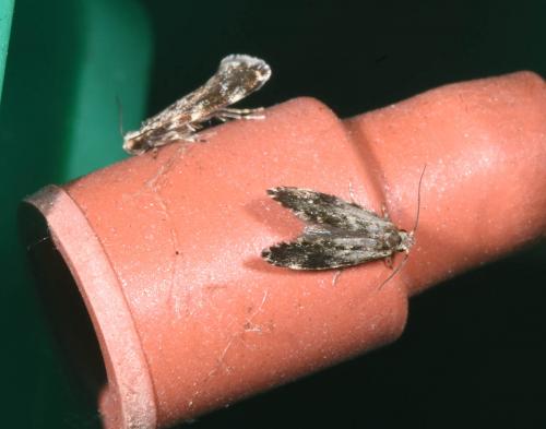 Dryadaula heindeli