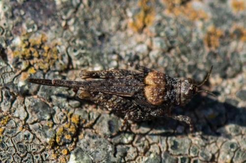 Paratettix meridionalis