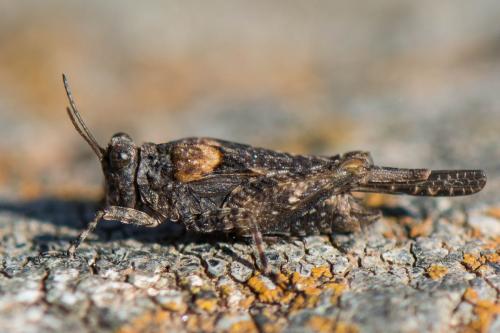 Paratettix meridionalis
