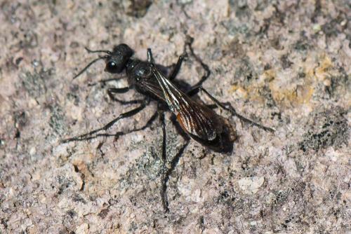 Podalonia hirsuta