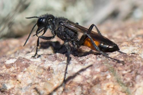 Podalonia hirsuta