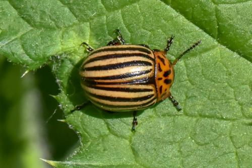 Réf. 205 046 : Leptinotarsa decemlineata