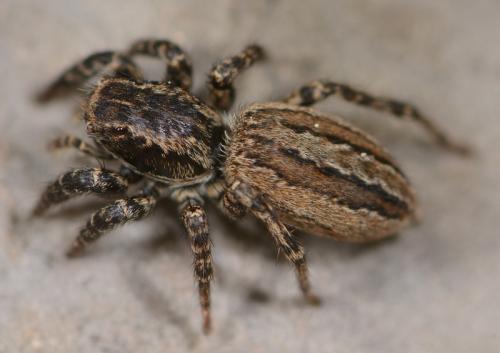 Phlegra cinereofasciata
