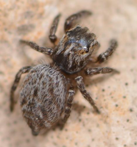 Réf. 205 420 : Evarcha michailovi