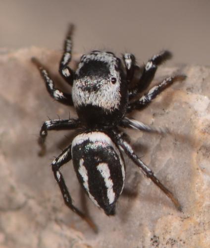 Réf. 205 496 : Heliophanus melinus