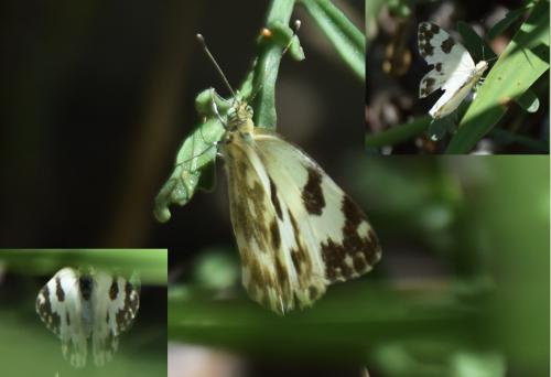 Réf. 205 536 : Pontia daplidice