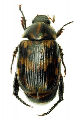 Anomala blaisei