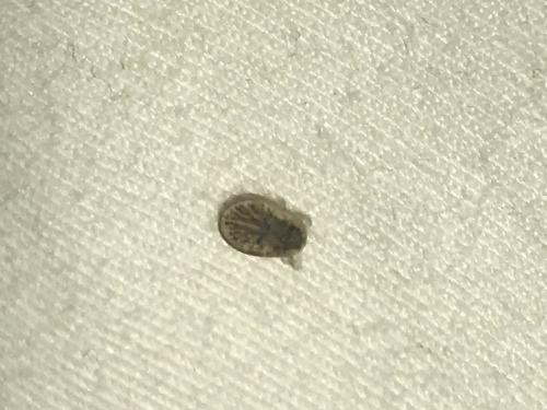 Argas hermanni