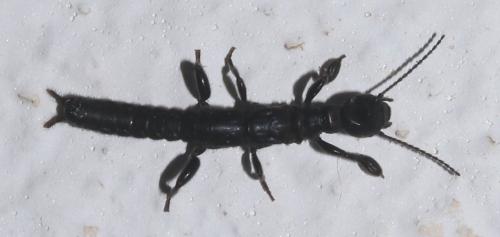 Réf. 205 204 : Embia ramburi