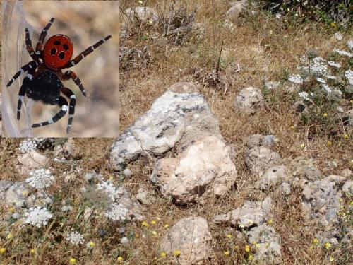 Réf. 205 513 : Eresus kollari