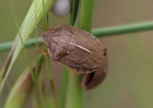 Réf. 205 134 : Eurygaster austriaca