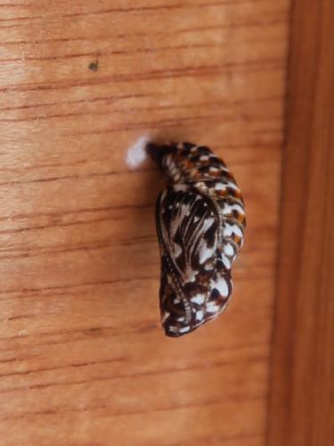 Réf. 205 756 : Melitaea athalia