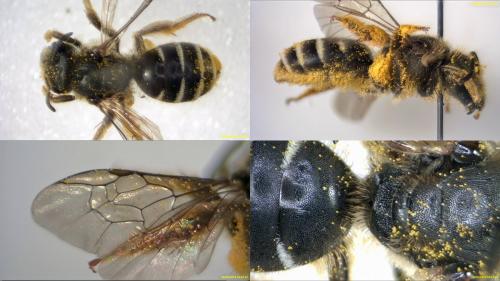 Réf. 205 589 : Halictus sp.