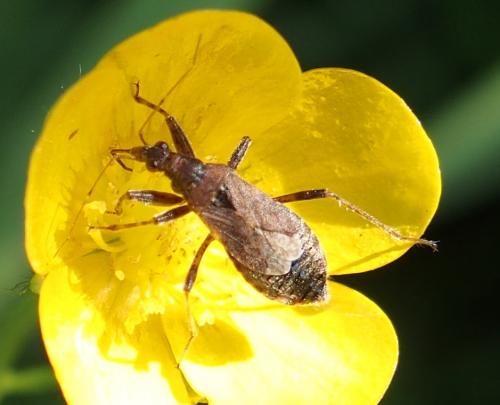 Réf. 205 976 : Himacerus mirmicoides