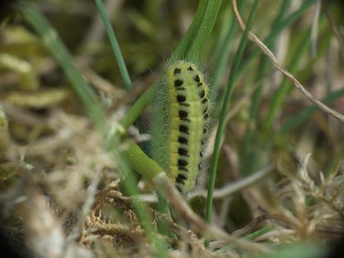 Zygaena transalpina