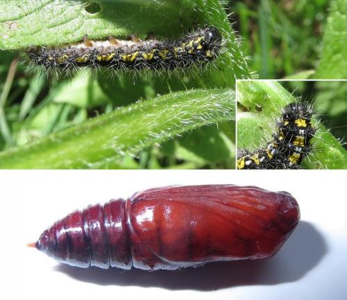 Réf. 205 613 : Callimorpha dominula