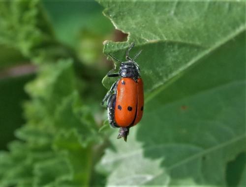 Lachnaia tristigma