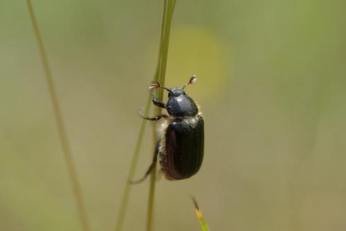 Amphimallon atrum