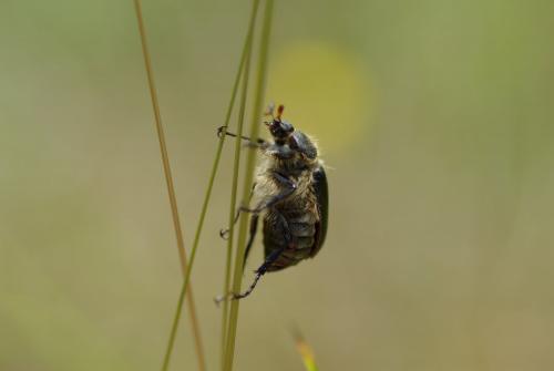 Amphimallon atrum