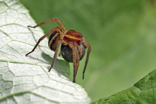 Dolomedes sp.