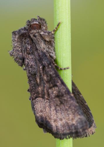 Réf. 205 312 : Oligia sp.