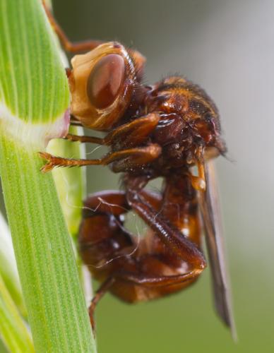 Réf. 205 308 : Sicus ferrugineus