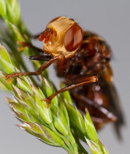 Réf. 205 309 : Sicus ferrugineus