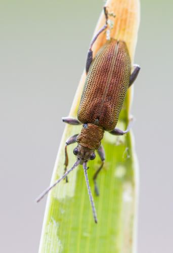 Donacia vulgaris
