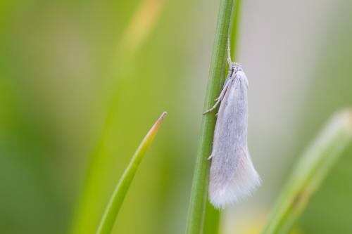 Elachista argentella